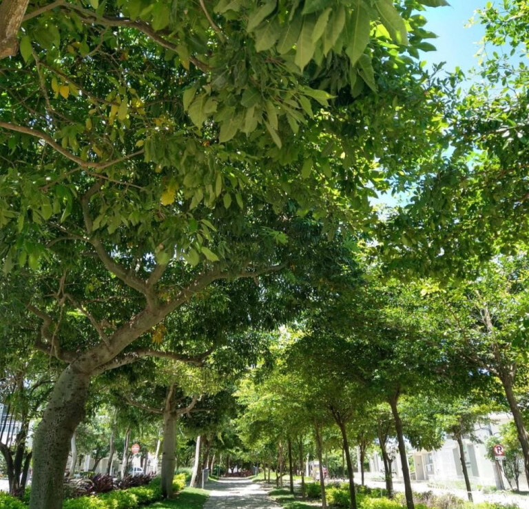 Inmobiliaria Issa Saieh Apartamento Venta, Miramar, Barranquilla imagen 23
